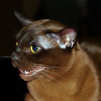 Кот шоколадный :: Виталий Латышонок