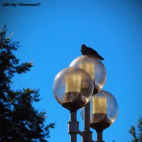 Этюд с фонарем и птицей № 1 :: Темновест Болотный