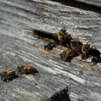 пчелки в работе :: Надежда Горох (Красненкова)