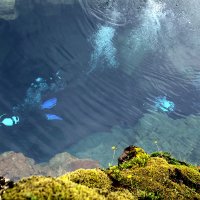Дайверы в прозрачных водах Исландии :: Геннадий Мельников