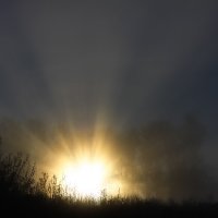 Туманное утро в Никольском :: Денис Матвеев
