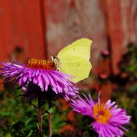 Осенняя бабочка :: Виктория Альшанец