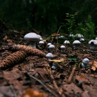 За грибами, за грибниками :: Александра Strix