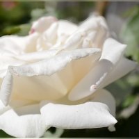 Белая роза :: galina tihonova