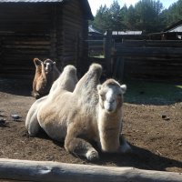 Верблюд :: Полина Комарова