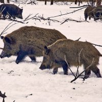 В поисках пищи :: Владимир Коломацкий