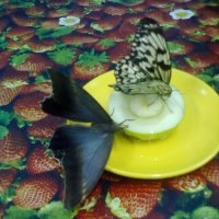 Бабочки :: Полина Комарова