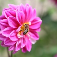 пчелка :: олеся выкорчук