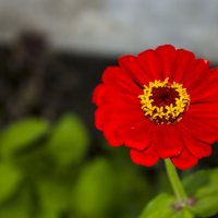 Красный цветок :: Евгения 