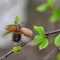 К взлету готов! :: Asya Piskunova