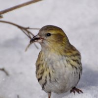 Чиж, самка :: Марина Напылова