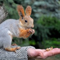 The Squirrel on human hand :: Roman Ilnytskyi