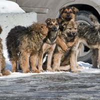 Ребята с нашего двора ) :: Валерий Иванович