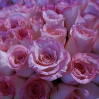 Розовые розы .... :: Алёна Савина