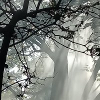 Загадочный лес .. :: veilins veilins