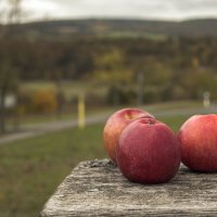 Осенние яблоки. :: Светлана Мельник