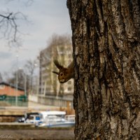 я здесь! :: Константин Шабалин