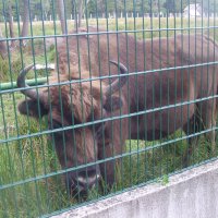 Зубр в вольере :: Виктор Мухин