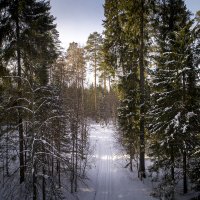 Зимний лес. :: Евгений Логинов