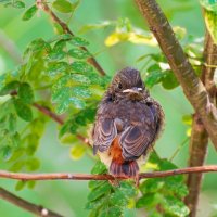 Слёток обыкновенной горихвостки (лат. Phoenicurus phoenicurus) :: Vladimir Belchikov