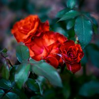 Августовская роза! :: Айвар Удрис