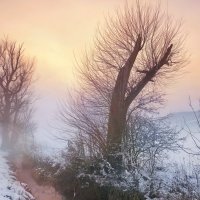 зимний туман :: Elena Wymann