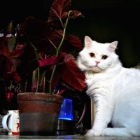 Кот, цветок и чайник. :: Василий Батурин