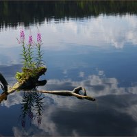 Круговорот веществ в природе :: Kventin Natabos 