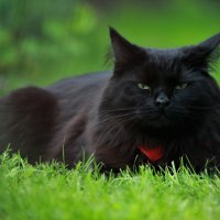Портрет кота :: Евгения Иванова