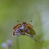 Бабочка и незабудка :: Юлия Ершова