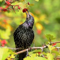 Обыкновенный скворец(Sturnus vulgaris) :: Иван 