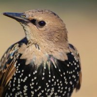 Обыкновенный скворец(Sturnus vulgaris) :: Иван 