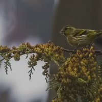 Чижик в тумане :: Елена Швыдун