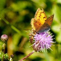 Червонец непарный Lycaena dispar (Haworth, 1803) 1 :: Александр Прокудин