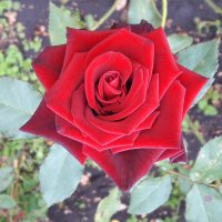 Бархатная роза :: Зинаида Каширина