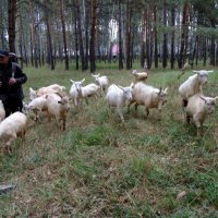 Козье стадо и пастух . :: Мила Бовкун