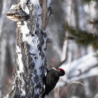 ЖЕЛНА :: Володька Завитушкин