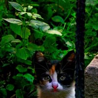 Любопытный махонький котёнок - как тигрёнок?!) :: Евгений БРИГ и невич