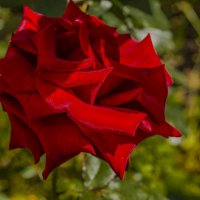 роза :: Петр Беляков