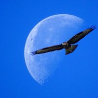 Канюк на фоне луны :: Константин Ординарцев