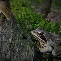 Находка! :: Владимир Шошин