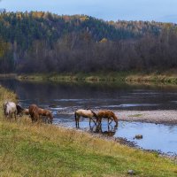 *** :: Володька Завитушкин