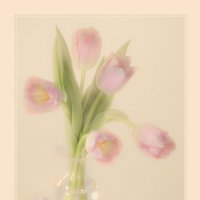 Тюльпаны в стеклянной вазочке :: Ольга Бекетова