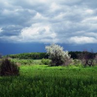 Перед грозой :: Татьяна Ларионова