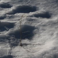 Одинокий в снегу :: Олег Афанасьевич Сергеев