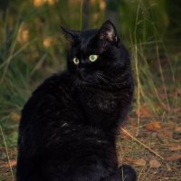 Черный кот в лесу :: Cissa Andebo