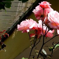 Розы и решетка :: Зинаида Каширина