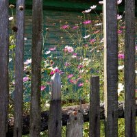 Деревенский домик, цветы за забором :: Николай Белавин
