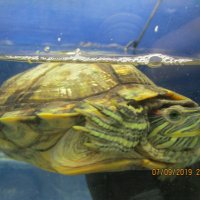 Красноухая черепаха. :: Зинаида 