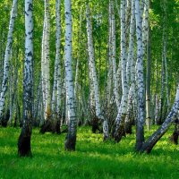 Лето в берёзовой роще. :: nadyasilyuk Вознюк